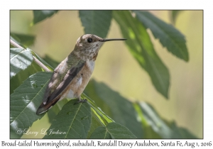 Broad-tailed Hummingbird