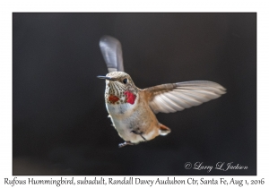 Rufous Hummingbird