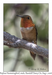 Rufous Hummingbird