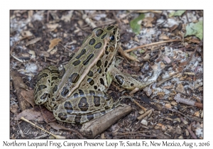 Northern Leopard Frog