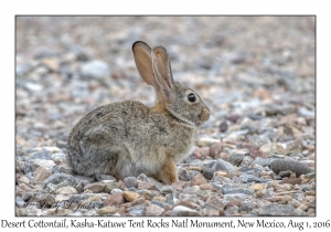 Desert Cottontail