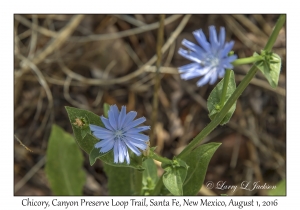 Chicory