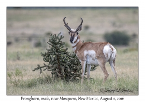 Pronghorn