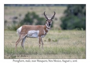 Pronghorn