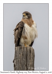 Swainson's Hawk