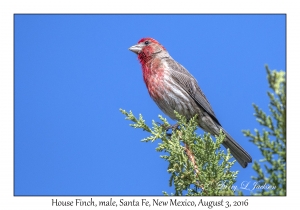 House Finch