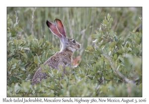 Black-tailed Jackrabbit