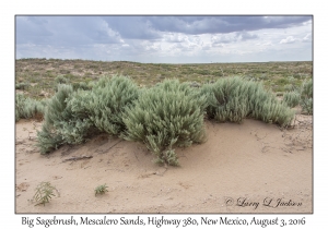 Big Sagebrush