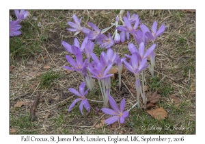 Fall Crocus