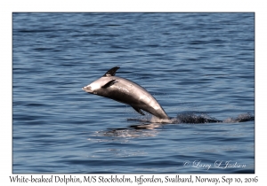 White-beaked Dolphin