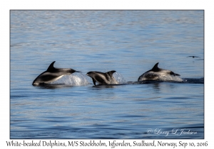 White-beaked Dolphin