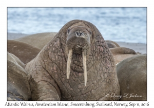 Atlantic Walrus