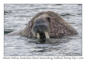 Atlantic Walrus