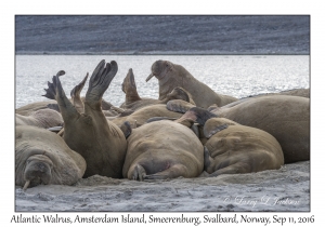 Atlantic Walrus