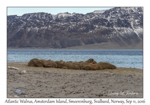 Atlantic Walrus