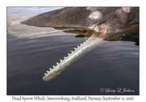 Dead Sperm Whale