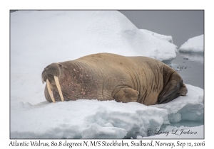 Atlantic Walrus