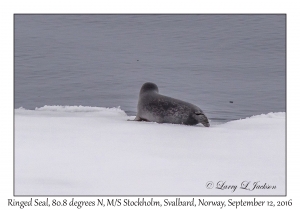 Ringed Seal