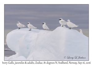 Ivory Gulls