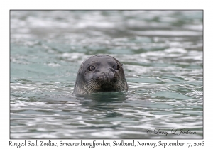 Ringed Seal