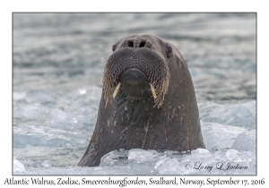 Atlantic Walrus