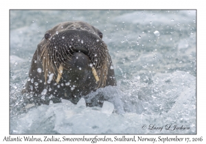 Atlantic Walrus