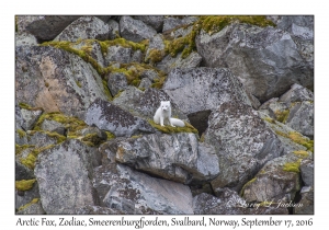 Arctic Fox