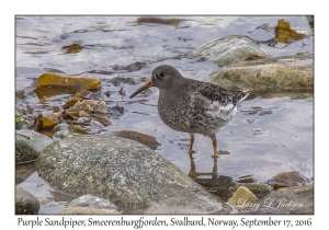 Purple Sandpiper