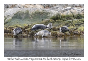 Harbor Seals