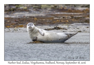 Harbor Seal