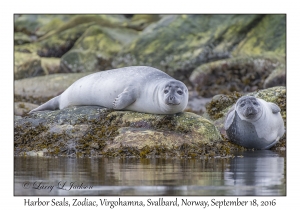 Harbor Seals