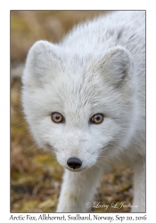 Arctic Fox