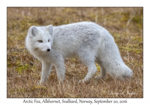 Arctic Fox