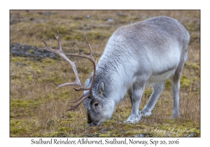 Svalbard Reindeer