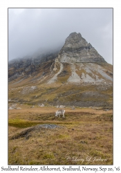 Svalbard Reindeer