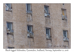 Black-legged Kittiwakes