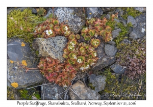 Purple Saxifrage