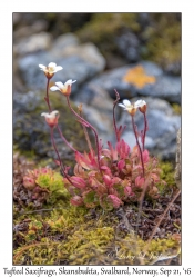 Tufted Saxifrage