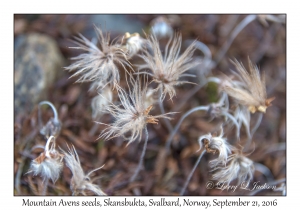 Mountain Avens seeds