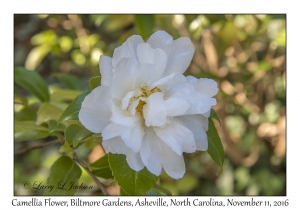 Camellia Flower