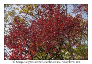 Fall Foliage