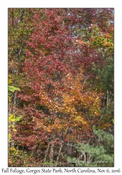 Fall Foliage