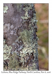 Lichens