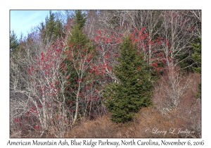 American Mountain Ash