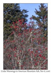 Cedar Waxwings in American Mountain Ash