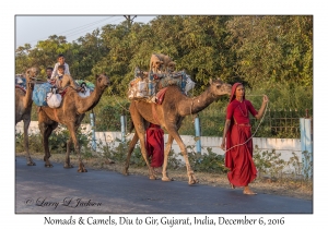 Nomads & Camels