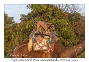 Puppies on Camel