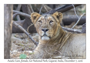 Asiatic Lion