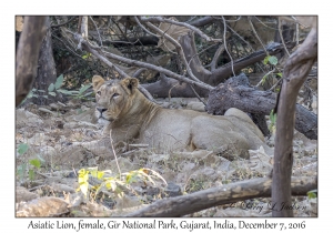 Asiatic Lion