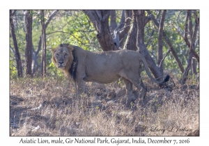 Asiatic Lion